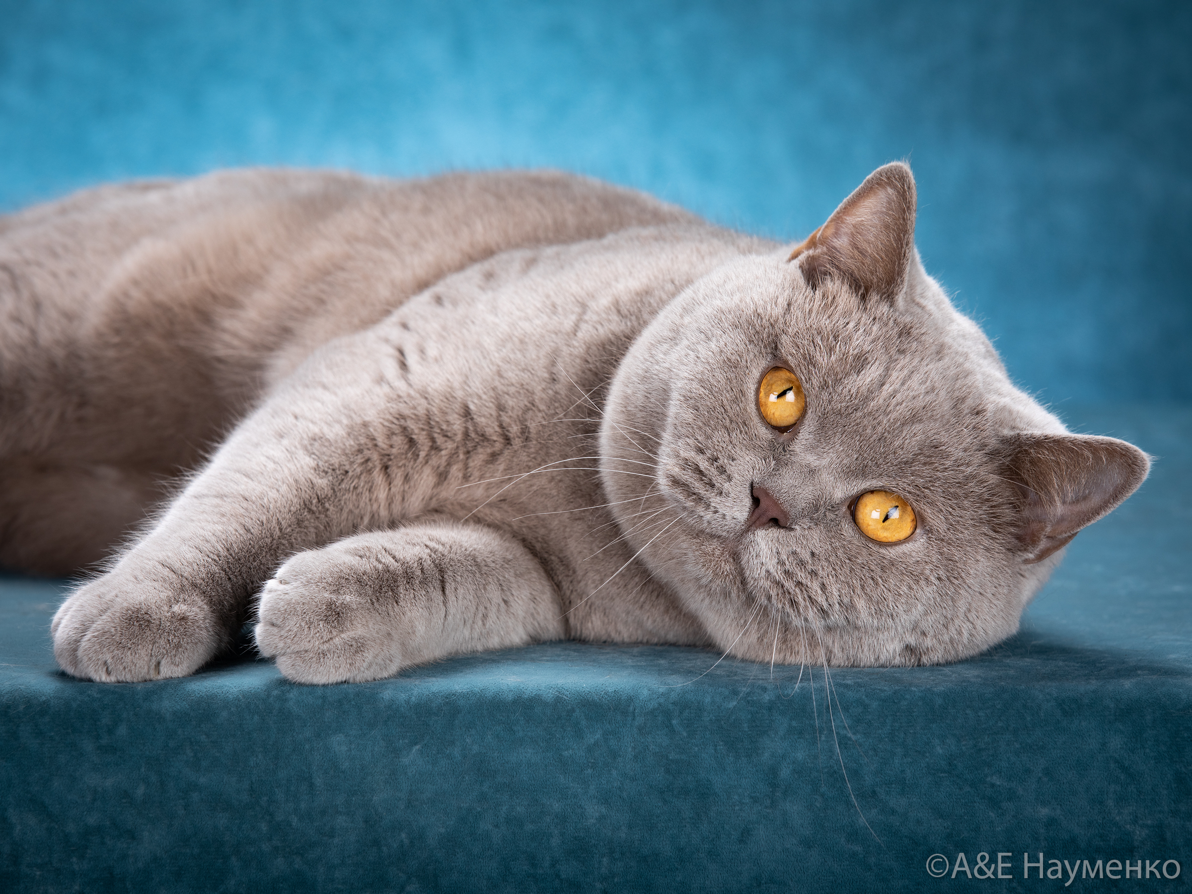 Double Master, WPR. Frederick Graceville